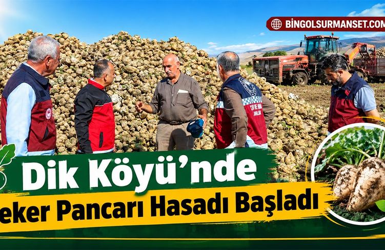Dik Köyü’nde Şeker Pancarı Hasadı Başladı