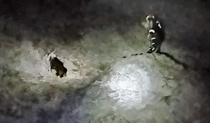 Bingöl’de Kayalıklarda Mahsur Kalan Keçiler Kurtarıldı