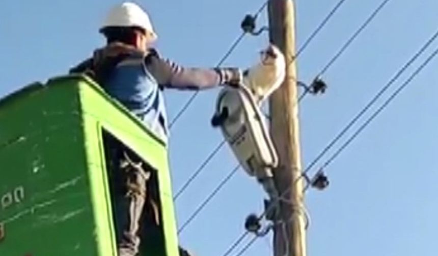 9 Metrelik Elektrik Direğinde Mahsur Kalan Kedi Kurtarıldı