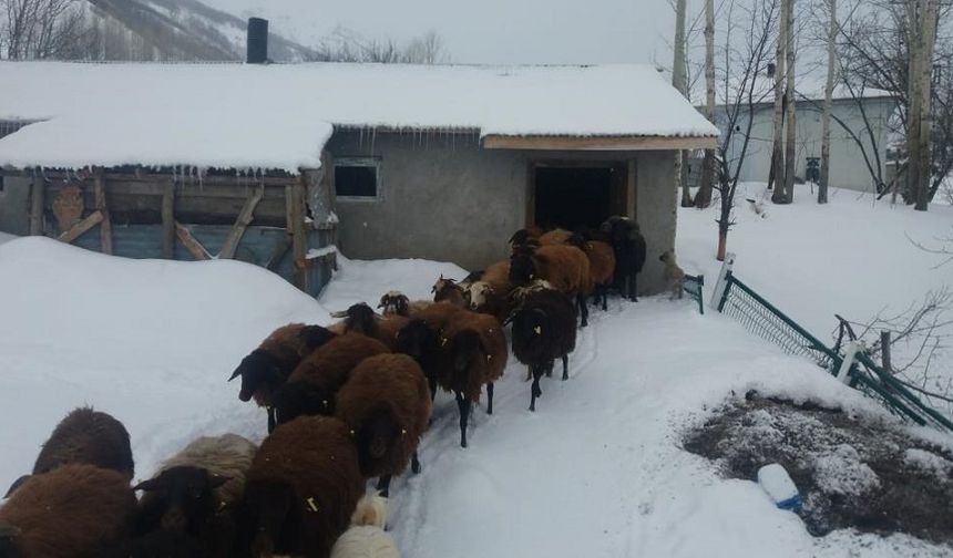 Besicilerin Çetin Kış Şartlarına Rağmen Zorlu Mesaisi Sürüyor