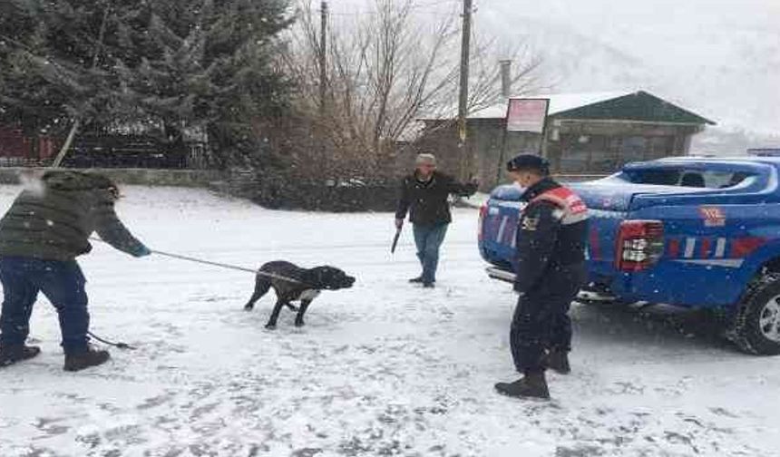 Başıboş gezen Pitbull cinsi köpek, yakalanarak barınağa götürüldü