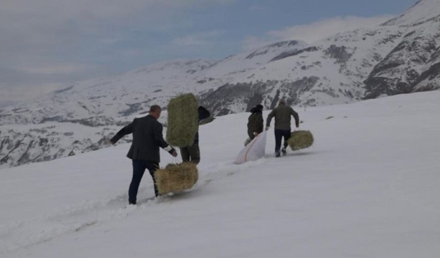 Yaban Hayvanları İçin Karla Kaplı Dağlara Yem Bırakıldı