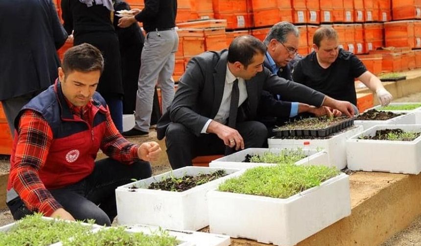Bingöl’de Yüzde 75 Hibe İle 750 Bin Adet Fide Dağıtılacak