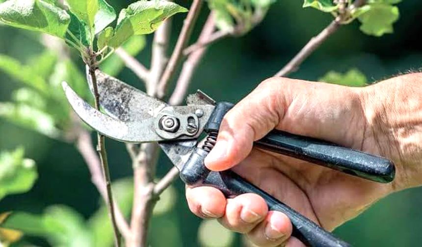 Meyve Ağaçlarında Budama Kursu Düzenlenecek