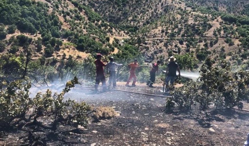 Bingöl'de Ormanlık Alanda Korkutan Yangın