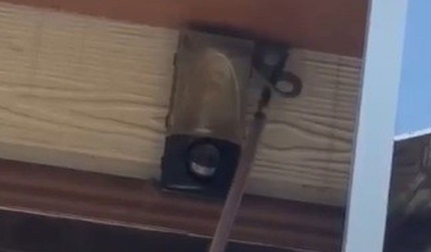 Tavandaki Yılan Paniğe Neden Oldu