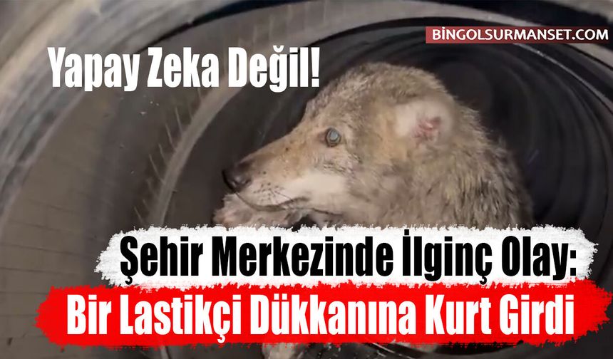 Şehir Merkezinde İlginç Olay: Bir Lastikçi Dükkanına Kurt Girdi