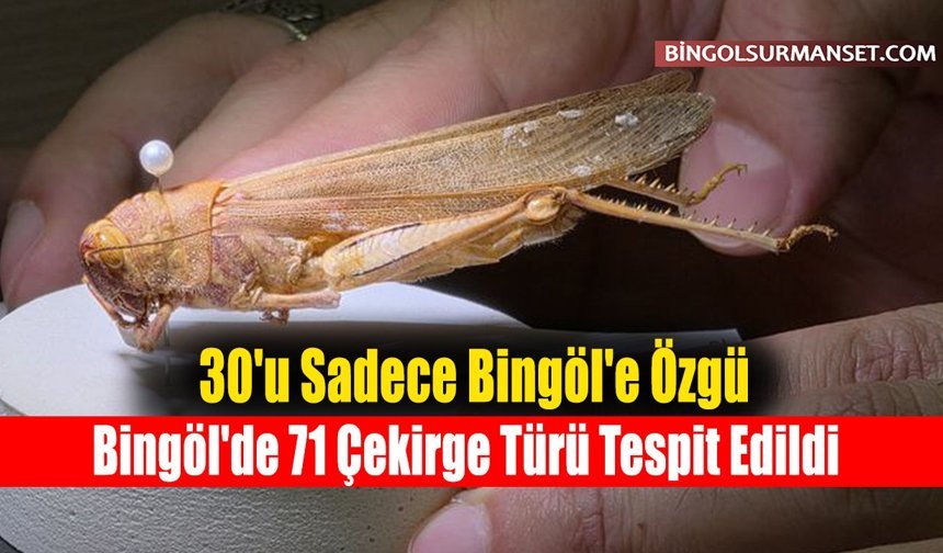 Bingöl'de 71 Çekirge Türü Tespit Edildi, 30'u Sadece Bingöl'e Özgü