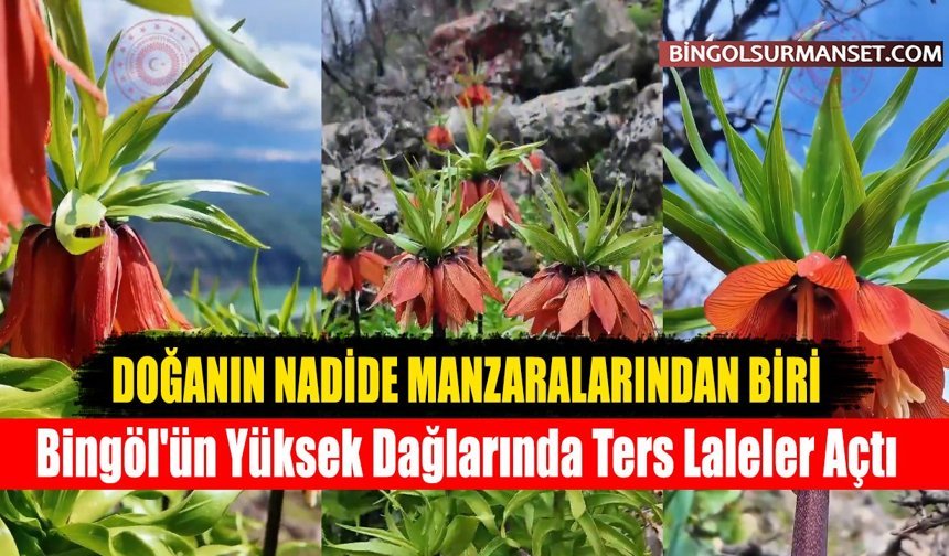 Bingöl'ün Yüksek Dağlarında Ters Laleler Açtı