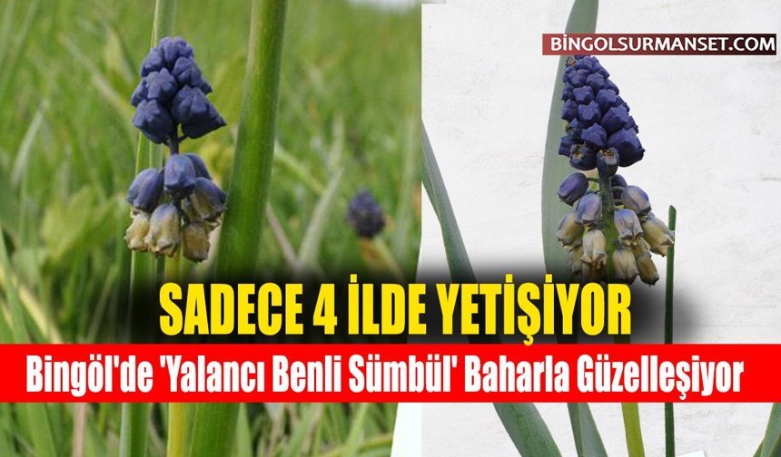 Bingöl'de 'Yalancı Benli Sümbül' Baharla Güzelleşiyor