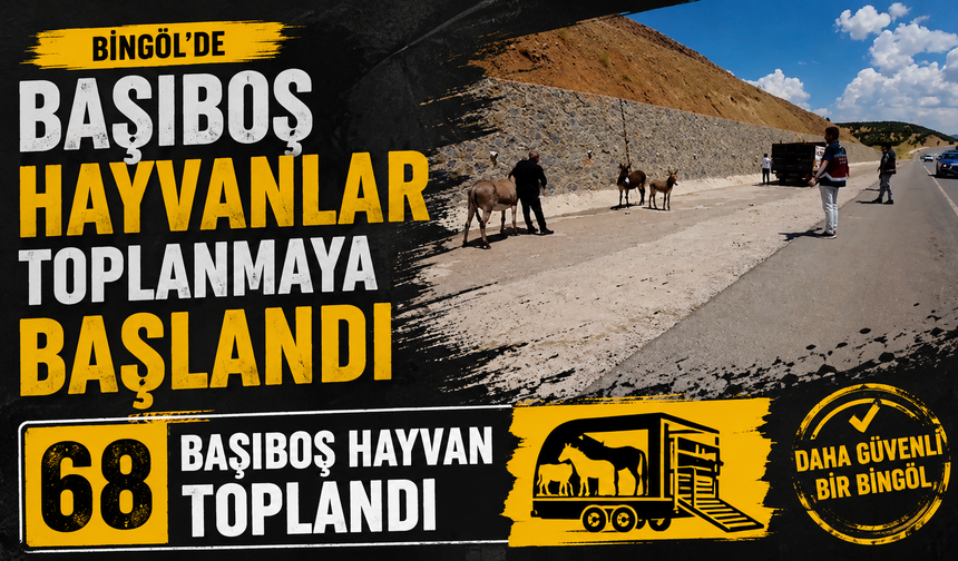 Bingöl’de Başıboş Hayvanlar Toplanmaya Başlandı