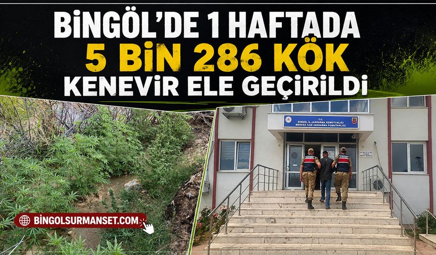 Bingöl'de 1 Haftada 5 Bin 286 Kök Kenevir Ele Geçirildi