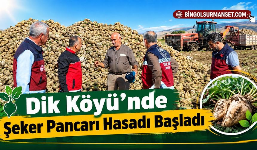 Dik Köyü’nde Şeker Pancarı Hasadı Başladı