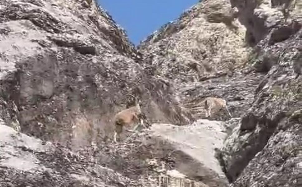 Nesli tükenme tehlikesi altındaki dağ keçileri Palu Kalesi’nde görüntülendi