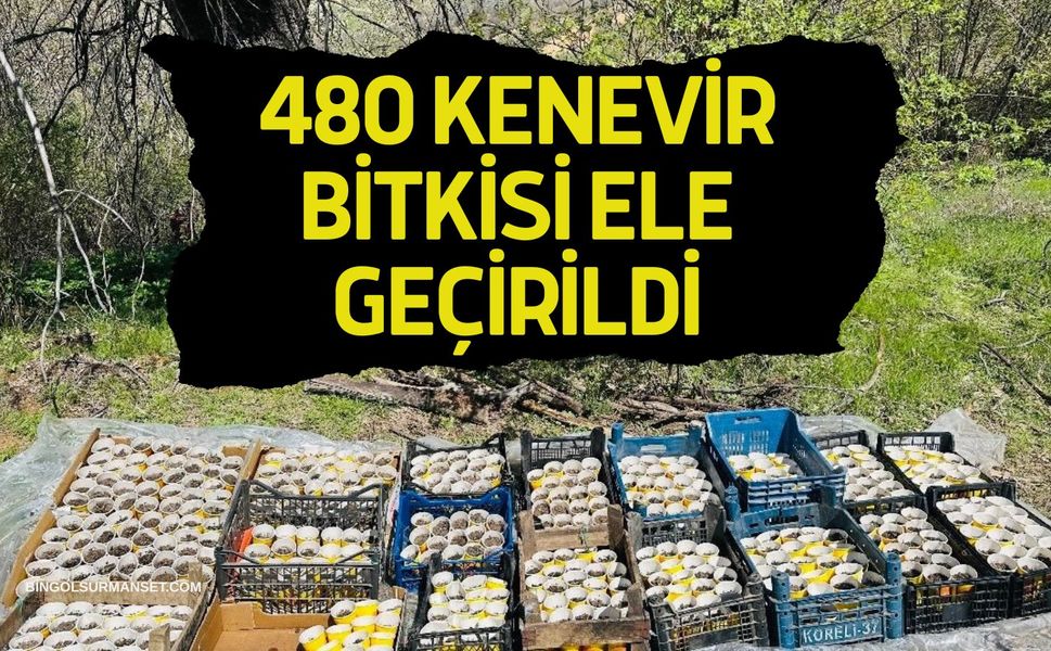 Genç'te 480 Kenevir Bitkisi Ele Geçirildi