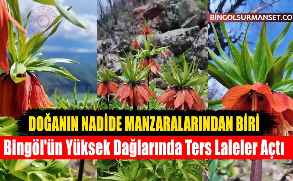 Bingöl'ün Yüksek Dağlarında Ters Laleler Açtı
