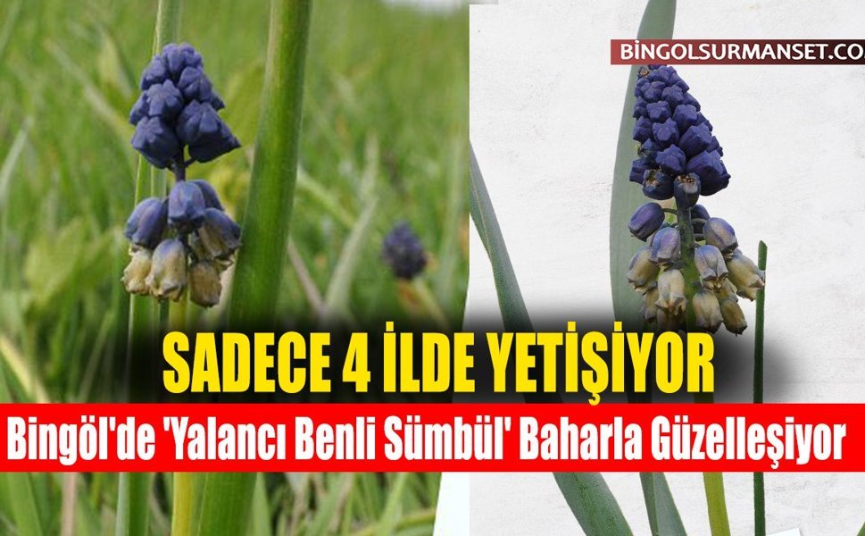 Bingöl'de 'Yalancı Benli Sümbül' Baharla Güzelleşiyor