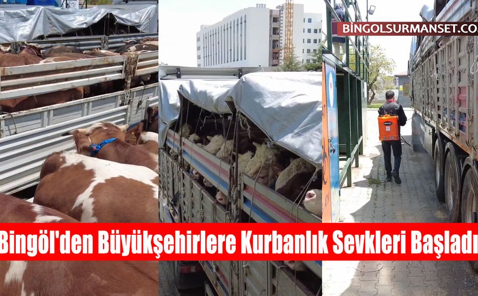 Bingöl'den Büyükşehirlere Kurbanlık Sevkleri Başladı