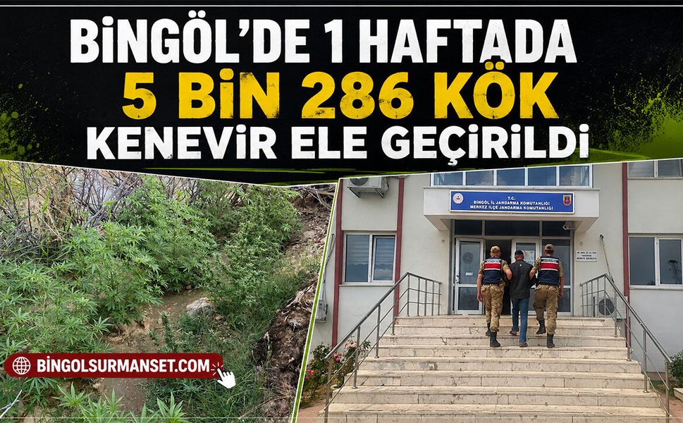 Bingöl'de 1 Haftada 5 Bin 286 Kök Kenevir Ele Geçirildi